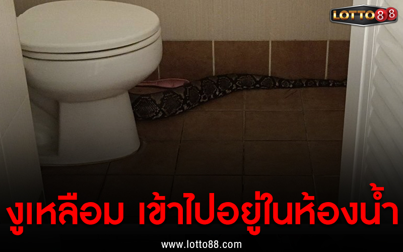 งูเหลือม เข้าไปอยู่ในห้องน้ำ